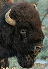 Profile of Bison Head