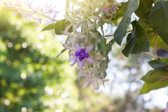 Purple Petrea volubilis or Wreath Sandpaper Vine flower bloom on tree with sunlight on blur nature background.