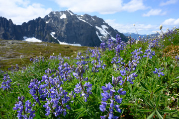 Fototapeta premium Purple Lupine Bloom in Alpine Meadow in North Cascades