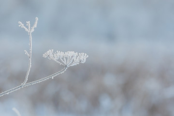 white dry grass frozen in hoarfrost in winter against the background of a winter forest at dawn in the backlight