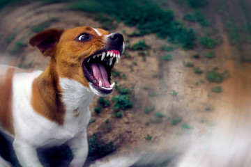 Angry dog. dangerous aggressive dog. Dog attack.