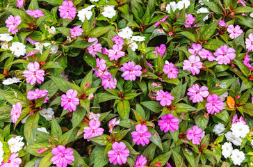 pink flowers in the garden