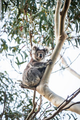 A Curious Koala Perched High in Kennett River, Victoria, Australia