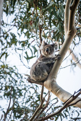 Koala on tree, Kennett River