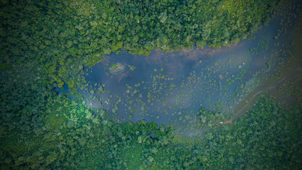 Jungle wetlands wilderness from helicopter