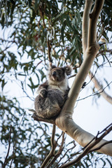 Koala on tree, Kennett River
