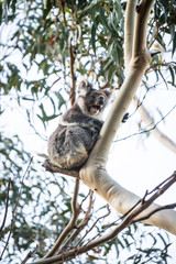 Koala on tree, Kennett River