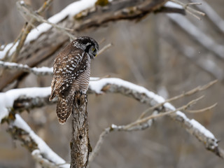 Northern Hawk Owl Perched on a Tre Branch covered in Snow