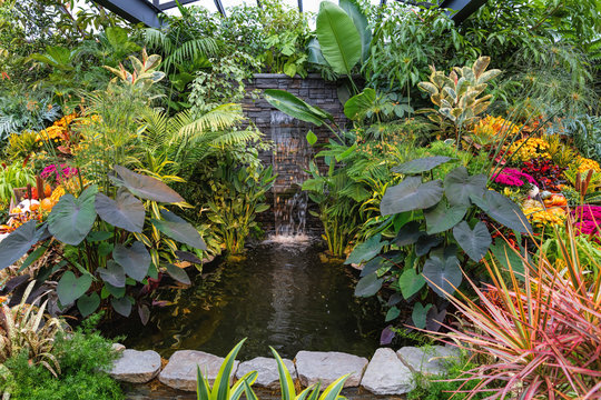 garden with pond and plants