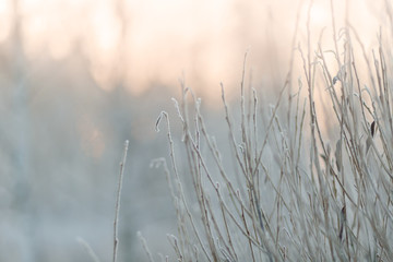 frozen twigs in white hoarfrost against the background of a winter forest, cold winter weather, frost