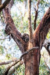 Koala, Great Otway National Park
