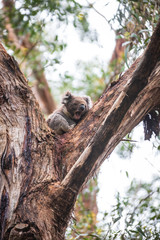 Koala, Great Otway National Park
