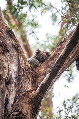 Koala, Great Otway National Park