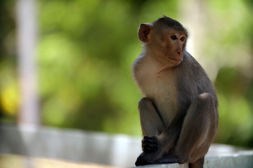 .The monkey is sitting on the side of the fence