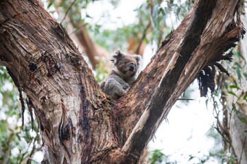 Koala, Great Otway National Park