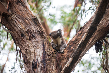 Koala climbing, Great Otway National Park