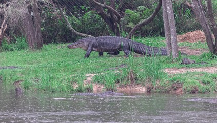 lake full of hungry crocodiles over 3 meters long