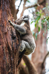 Koala climbing, Great Otway National Park