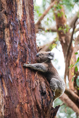Fototapeta premium Koala climbing, Great Otway National Park
