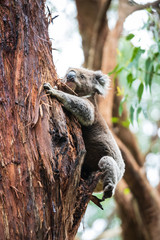 Koala climbing, Great Otway National Park