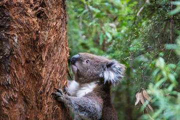 Koala close up, Great Otway National Park