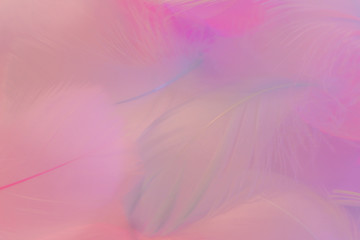 Beautiful abstract purple and blue feathers on pink background and soft white pink feather texture on colorful pattern, colorful background, colorful feather