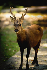 Close up face and eye and body of an male asian Eld's Deer