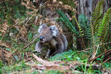Koala on ground, Great Otway National Park