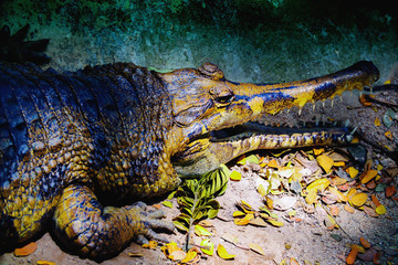 Large horned crocodile is opening its mouth in the forest
