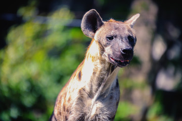 Close up of a spotted hyena in the forest