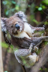 Koala close up, Great Otway National Park