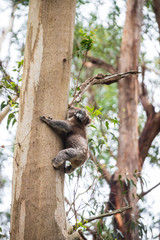 Koala climbing, Great Otway National Park