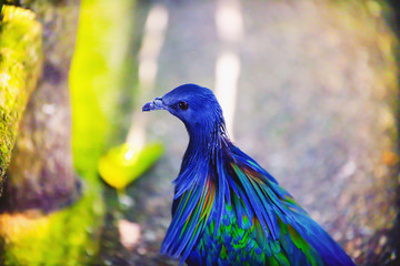 Obraz premium Close up of Nicobar Pigeon Colorful Bird