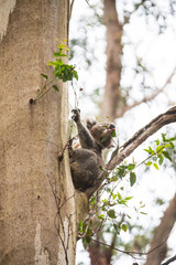 Fototapeta premium Koala climbing, Great Otway National Park