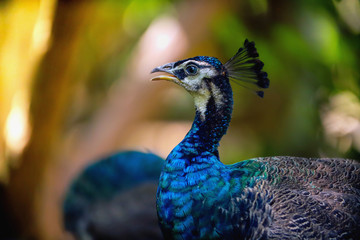 Close up head of beautiful Indian peacock in the forest