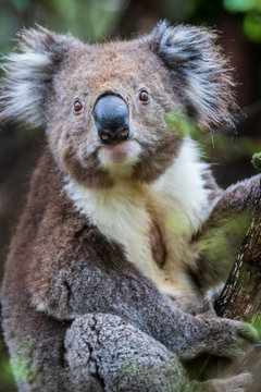 Koala close up, Great Otway National Park