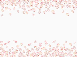 Pink rose petals isolated on white background. Realistic Vector illustration.