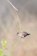 Indian silverbill collecting foods
