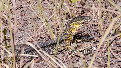 Fototapeta premium Monitor Lizard in the grass of Fraser Island in Australia