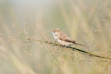 Indian silverbill collecting foods