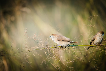 Indian silverbill collecting foods