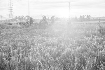 Nature view of paddy field with sunrise background. Nature composition and noise effects.