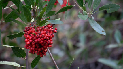 closeup red toyon berries with copy space