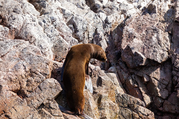 Obraz premium Sea lion climbs a rock, Ballestas Islands, Paracas Nature Reserve, Peru, Latin America.