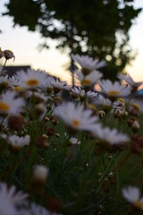 Las flores hablan