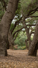 tree in the forest. hiking path