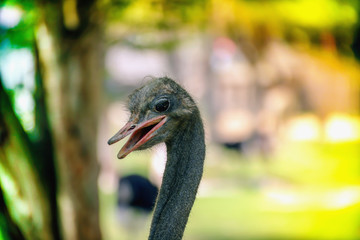 Close up head of Ostrich bird Struthio camelus 