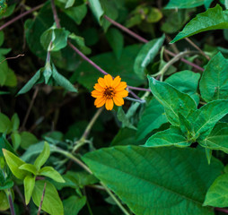yellow flower in garden