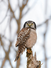 Northern Hawk Owl Perched on Snag   in Winter 