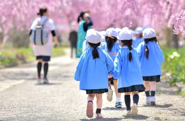 春・桜・散歩の園児